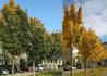 Kép 2/2 - Acer platanoides Olmstedt / Oszlopos korai juhar