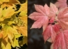 Kép 1/2 - Acer pseudoplatanus Brilliantissimum / Narancsrózsaszín levelű Hegyi Juhar