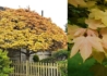 Kép 2/2 - Acer pseudoplatanus Brilliantissimum / Narancsrózsaszín levelű Hegyi Juhar