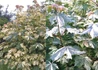 Kép 1/2 - Acer pseudoplatanus Hermitage / Tarka levelű Hegyi Juhar