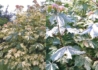 Kép 1/2 - Acer pseudoplatanus Hermitage / Tarka levelű Hegyi Juhar