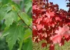 Kép 2/2 - Acer rubrum Brandywine / Vörös juhar