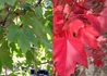 Kép 2/2 - Acer rubrum October Glory / Vörös juhar