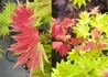 Kép 1/3 - Acer shirasawanum Moonrise / Törpe japán juhar