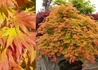 Kép 2/3 - Acer shirasawanum Moonrise / Törpe japán juhar