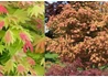 Kép 3/3 - Acer shirasawanum Moonrise / Törpe japán juhar