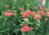 Kép 2/2 - Achillea millefolium paprika / Piros virágú cickafark