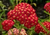 Kép 1/2 - Achillea millefolium paprika / Piros virágú cickafark