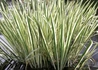 Kép 1/3 - Acorus calamus Variegatus / Csíkos kálmos