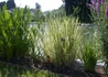 Kép 2/3 - Acorus calamus Variegatus / Csíkos kálmos