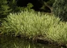 Kép 3/3 - Acorus calamus Variegatus / Csíkos kálmos