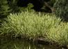 Kép 3/3 - Acorus calamus Variegatus / Csíkos kálmos