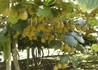 Kép 2/3 - Actinidia Deliciosa Golden Kiwi / Sárga húsú Kivi