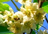 Kép 3/3 - Actinidia Deliciosa Golden Kiwi / Sárga húsú Kivi
