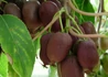 Kép 1/3 - Actinidia arguta ken’s red kiwi / Bíbor mini kivi