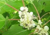 Kép 2/3 - Actinidia_arguta_ken_s_red_kiwi_Bibor_mini_kivi