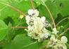 Kép 2/3 - Actinidia_arguta_ken_s_red_kiwi_Bibor_mini_kivi