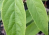 Kép 3/3 - Actinidia_arguta_ken_s_red_kiwi_Bibor_mini_kivi