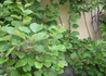 Kép 3/3 - Actinidia_chinensis_Hayvard_Kiwi_Termos_Kivi