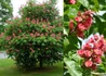 Kép 1/3 - Aesculus carnea Briotii / Piros virágú vadgesztenye