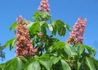 Kép 2/3 - Aesculus carnea Briotii / Piros virágú vadgesztenye