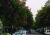 Kép 3/3 - Aesculus carnea Briotii / Piros virágú vadgesztenye
