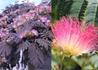 Kép 1/3 - Albizia julibrissin Summer Chocolate / Bordó levelű selyemakác