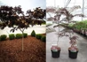 Kép 2/3 - Albizia julibrissin Summer Chocolate / Bordó levelű selyemakác