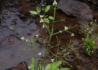Kép 3/3 - Alisma plantago aquatica / Vízi hídőr