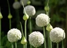 Kép 1/4 - Allium schoenoprasum White One / Metélőhagyma snidling fehér virágú