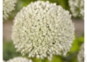 Kép 2/4 - Allium schoenoprasum White One / Metélőhagyma snidling fehér virágú