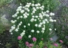 Kép 3/4 - Allium schoenoprasum White One / Metélőhagyma snidling fehér virágú