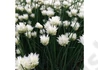 Kép 4/4 - Allium schoenoprasum White One / Metélőhagyma snidling fehér virágú