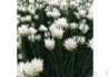 Kép 4/4 - Allium schoenoprasum White One / Metélőhagyma snidling fehér virágú