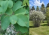 Kép 2/2 - Amelanchier alnifolia Saskatoon Berry / Égerlevelű fanyarka