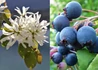 Kép 1/2 - Amelanchier alnifolia Smokey / égerlevelű fanyarka