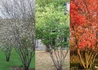 Kép 2/2 - Amelanchier alnifolia Smokey / égerlevelű fanyarka