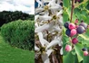 Kép 1/2 - Amelanchier canadensis Rainbow Pillar / Kanadai fanyarka