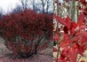 Kép 2/2 - Amelanchier canadensis Rainbow Pillar / Kanadai fanyarka