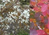 Kép 2/4 - Amelanchier lamarckii / Rézvörös fanyarka mézalmácska