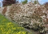 Kép 4/4 - Amelanchier lamarckii / Rézvörös fanyarka mézalmácska