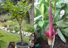 Kép 2/4 - Amorphophallus konjac / Gumipálma