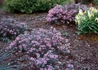 Kép 1/3 - Andromeda polifolia blue ice / Tőzegrozmaring