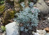 Kép 2/3 - Andromeda polifolia blue ice / Tőzegrozmaring