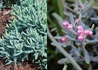 Kép 3/3 - Andromeda polifolia blue ice / Tőzegrozmaring
