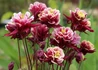 Kép 2/2 - Aquilegia vulgaris Winky double red white / Harangláb piros-fehér