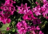 Kép 3/3 - Arabis blepharophylla Frühlingszauber / Ikravirág rózsaszín