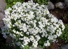 Kép 3/5 - Arabis caucasica White / Ikravirág fehér