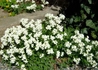 Kép 4/5 - Arabis caucasica White / Ikravirág fehér