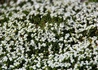 Kép 5/5 - Arabis caucasica White / Ikravirág fehér